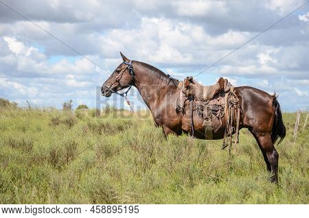 Lonely Horse In The Countryside, With A Cloudy Background At A Farm. San Ramon, Canelones, Uruguay