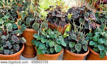 Beautiful Garden Plants Peperomia Caperata Also Known As Green Ripple, Little Fantasy Pepper Etc.