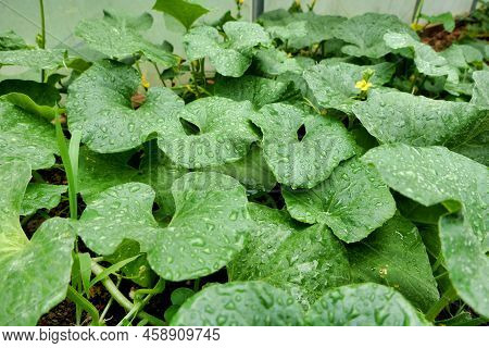 Freshly Watered Melon Bed Growing In A Polytunnel. Flowers Just Starting To Appear.