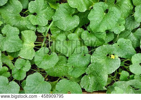 Freshly Watered Melon Bed Growing In A Polytunnel. Flowers Just Starting To Appear.