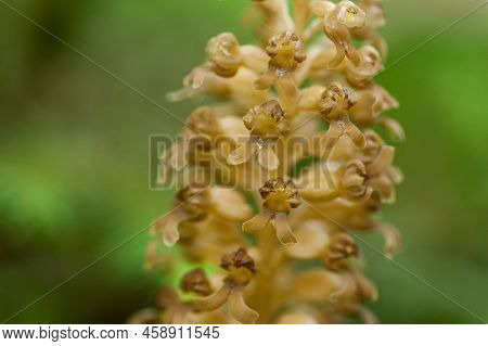 View Of A Bird\'s Nest Orchid In The Nature