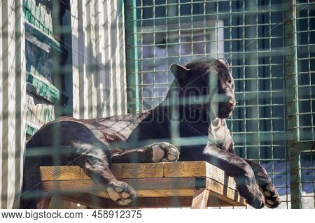 Close-up Of A Black Jaguar (panthera Onca ) On Cage At The Zoo