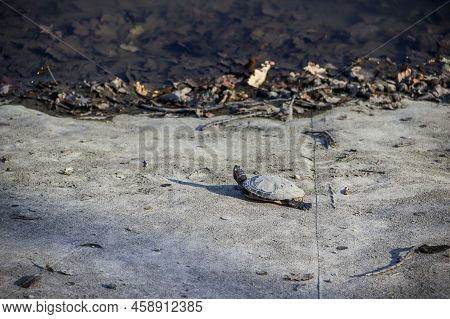 Close-up Of A Red-eared Slider Turtle (trachemys Scripta Elegans) At The Bottom Of A Dried-up Pond I