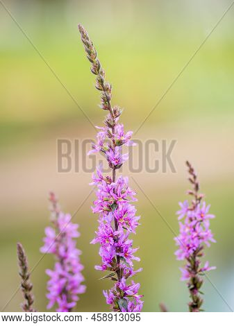 Summer Flowering Purple Loosestrife, Lythrum Tomentosum On A Green Blured Background.