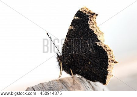 Black Mourning Cloak Or Nymphalis Antiopa Butterfly On Wooden Table, Macro View
