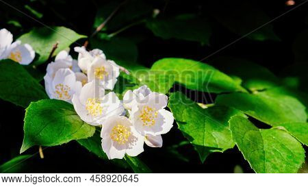 White Delicate Jasmine Flowers On A Background Of Dark Green Foliage
