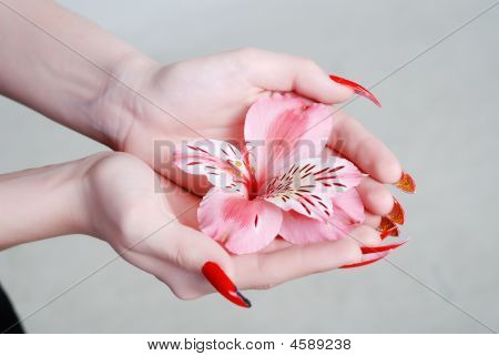 Orquídea rosa