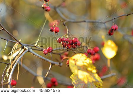 Ripe Red Fruits Of Hawthorn Or Single-seeded Hawthorn, On A Hawthorn Tree Branch On Autumn Day