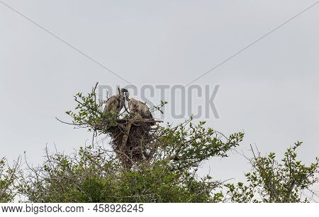 Cape Vultures Also Called White Backed Vultures In The Nature Reserve Hluhluwe National Park South A