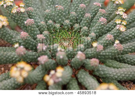 Euphorbia Caput-medusae