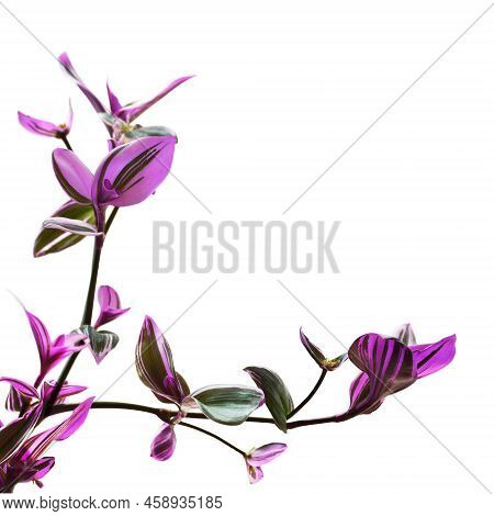 Two Branches Of Tradescantia Nanouk Isolated On White Background