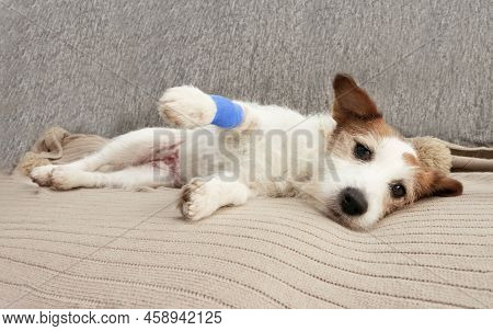 Sick Or Injured Jack Russell Dog Lying Down On Sofa With Bandaged Leg After A Surgery