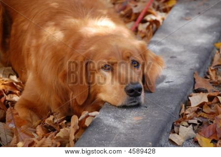 Golden Retreiver