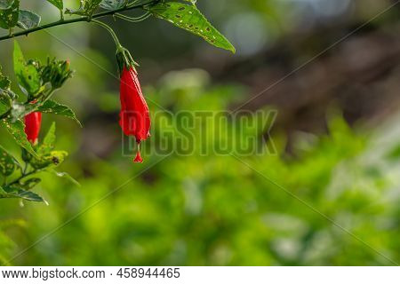 Mazapan Flowers Blooming In The Shape Of Red Bells, Blurred Green Foliage Background