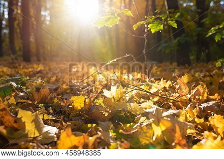 Autumn Nature Background. Autumn Yellow Leaves In Sunny Forest.