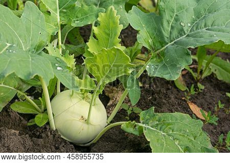 Kohlrabi Cabbage Grows In The Garden. Turnips Are Grown In The Garden.