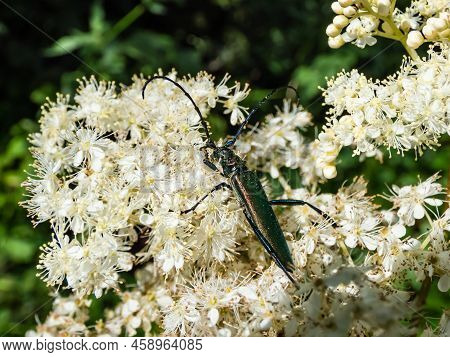 Macro Shot Of Adult Musk Beetle (aromia Moschata) With Very Long Antennae And Coppery And Greenish M
