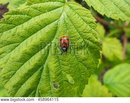 Close-up Shot Of Leaf Beetle (cryptocephalus Octopunctatus) - Red With Black Spots Crawling On A Gre