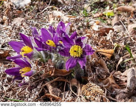 Closeup Shot Of Beautiful Group Of Purple Spring Flowers Pasqueflower (pulsatilla X Gayeri Simonk.) 