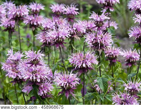 Monarda Beauty Of Cobham Flowering In A Garden