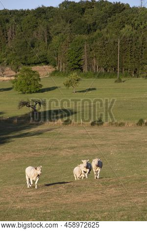 Cows In Rural Countryside  Landscape Of Parc Regional Naturel De Vosges Du Nord In France