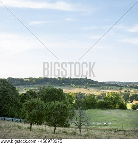 Cows In Rural Countryside  Landscape Of Parc Regional Naturel De Vosges Du Nord In France
