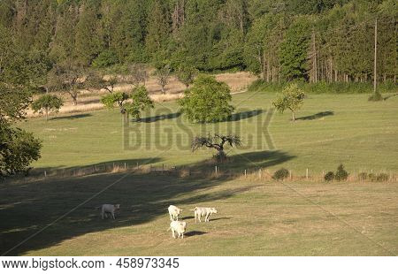 Cows In Rural Countryside  Landscape Of Parc Regional Naturel De Vosges Du Nord In France