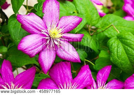 Flowering Pink Clematis Clematis Hybrida On A Pink Background. Beautiful Purple Flowering Clematis. 