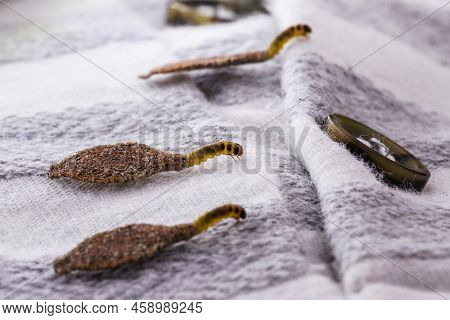 Wall Moth Larvae, Or Clothing Moths, Feed On Fur, Wool, Dead Skin Fragments, Hair And Paper. Pierces