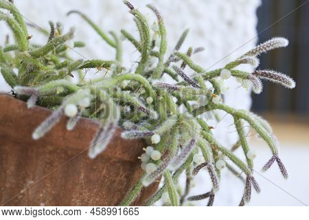 Beautiful Rhipsalis Baccifera Horrida In Clay Pot Hanging On The Wall