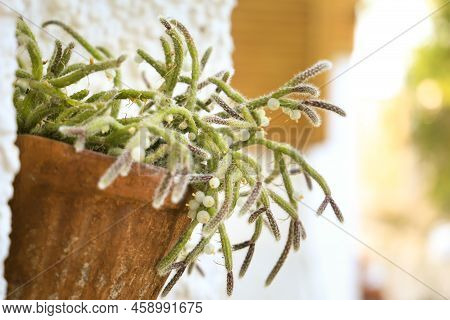Beautiful Rhipsalis Baccifera Horrida In Clay Pot Hanging On The Wall