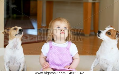 Petite fille avec deux Jack Russell Terriors