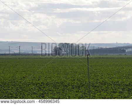 Corn Field Sown On A Summer Morning. Organic Farming