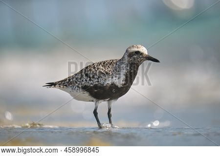 Black-bellied Plover Wild Sea Birdlooking For Food On Seaside In Summer