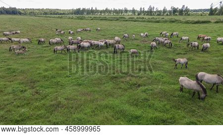 Aerial View Of Tarpan Horses In Nature. Wild Horses. Wildlife And Nature Background. Herd Of Wild Ho