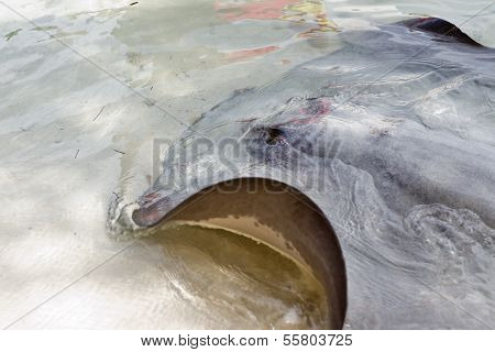 Sting Ray