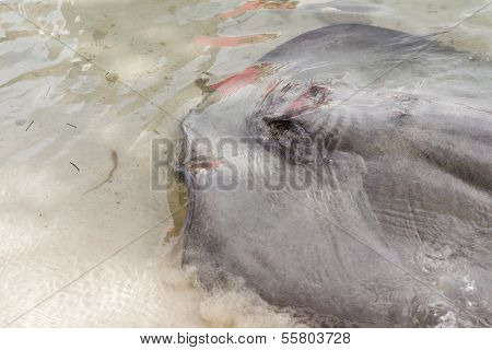 Sting Ray