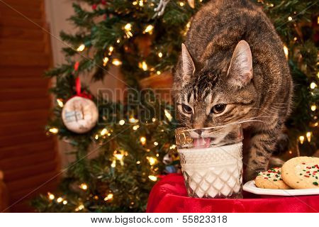 Cute Cat Drinking