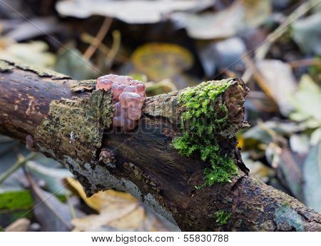 Ascocoryne Sarcoides Or Jelly Drops Fungi