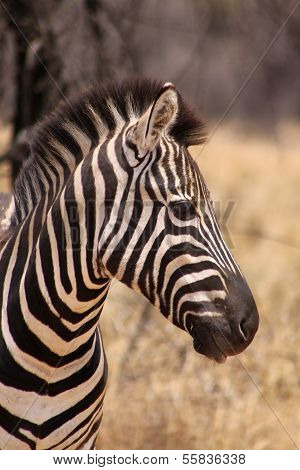 Zebra Head Side Profile Picture
