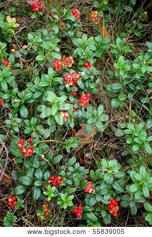 The ripe berries of cowberries
