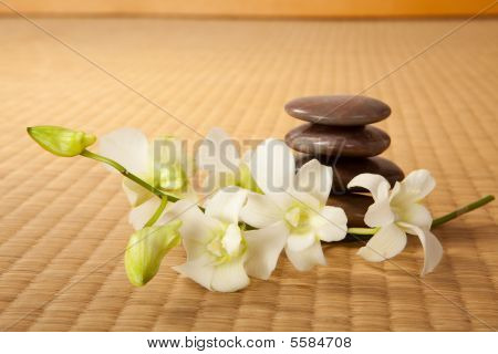 Orchidee e pietre Zen