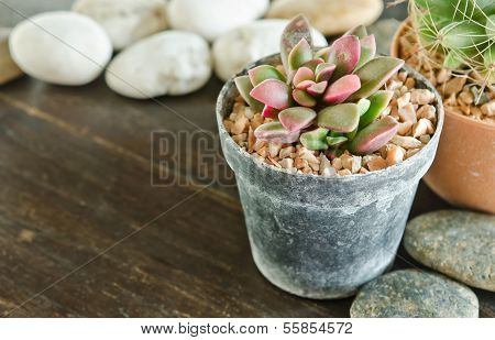 Succulents -echeveria Runyonii Rose