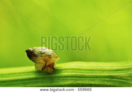 Schnecke