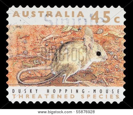 AUSTRALIA - CIRCA 1992: a stamp printed in the Australia shows Dusky Hopping Mouse, Notomys Fuscus, Rodent, circa 1992