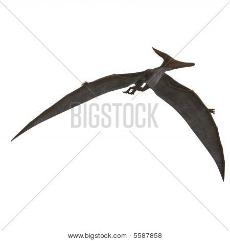 Dinosaur Pteranodon