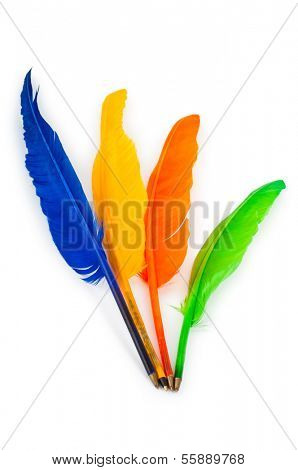 Writing feather isolated on the white background