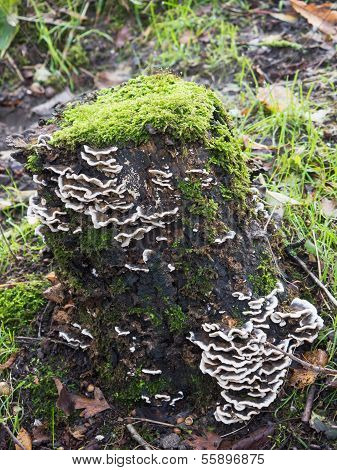 Bjerkandera Fumosa Mushroom