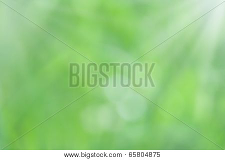 Beautiful Nature Green Bokeh Blurred Background