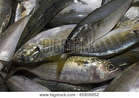 Fresh Tuna fish at seafood market